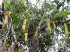 green hanging pitchers.JPG (189 KB)